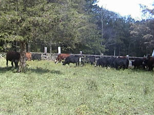 Cows201002.JPG