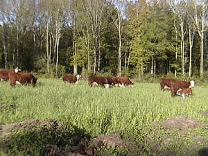 FarmPictures013.jpg