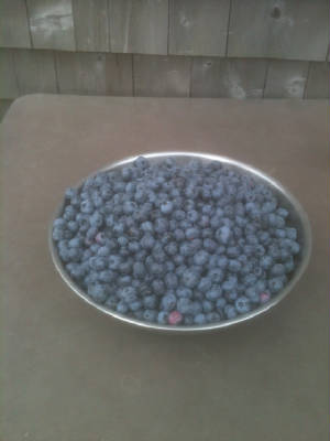 IMG_0869Blueberries.jpg