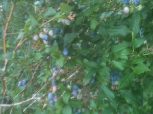 IMG_0869Blueberries.jpg