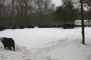 Resized392011wintercows.JPG