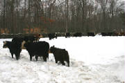 Resized402011wintercows.JPG