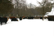 Resized412011wintercows.JPG