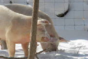 Resized47pigs2010winter.JPG