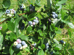 farm-website030.jpg