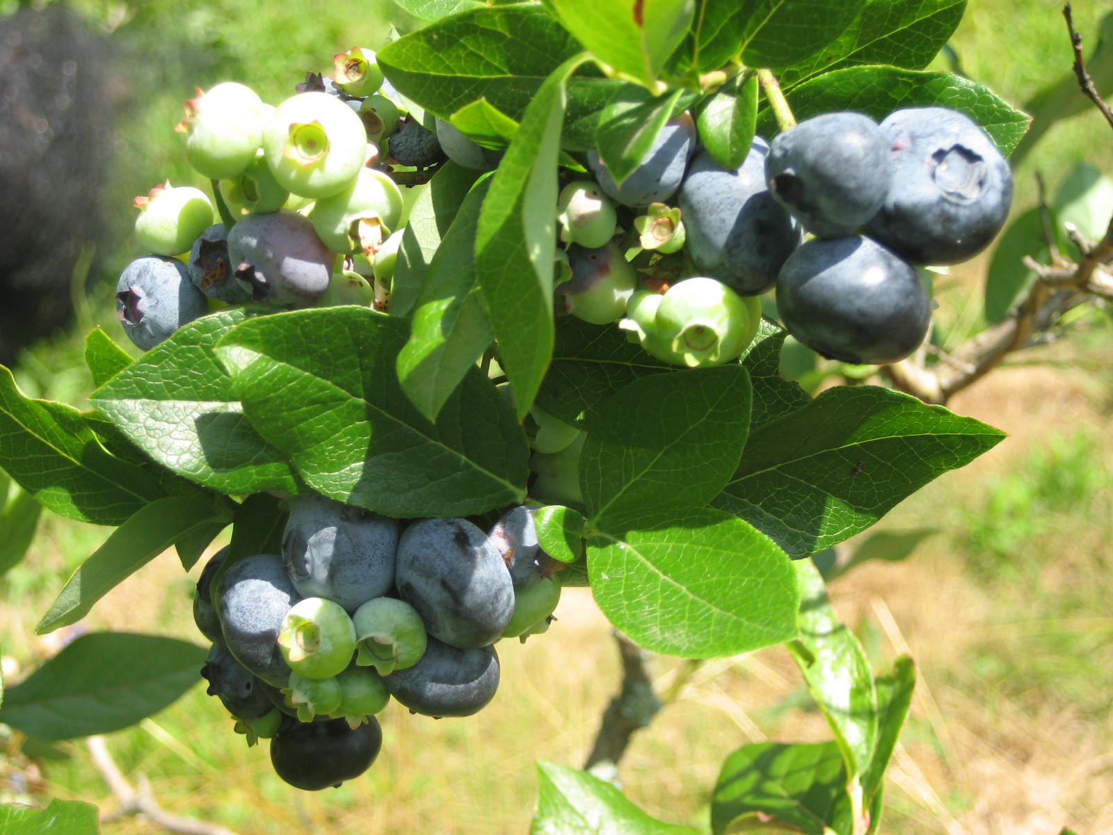 farm-website028.jpg